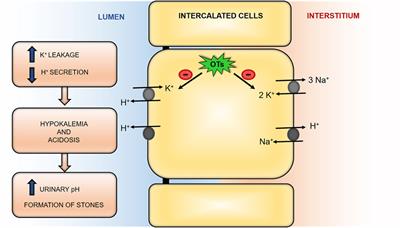 Organotin Compounds Toxicity: Focus on Kidney